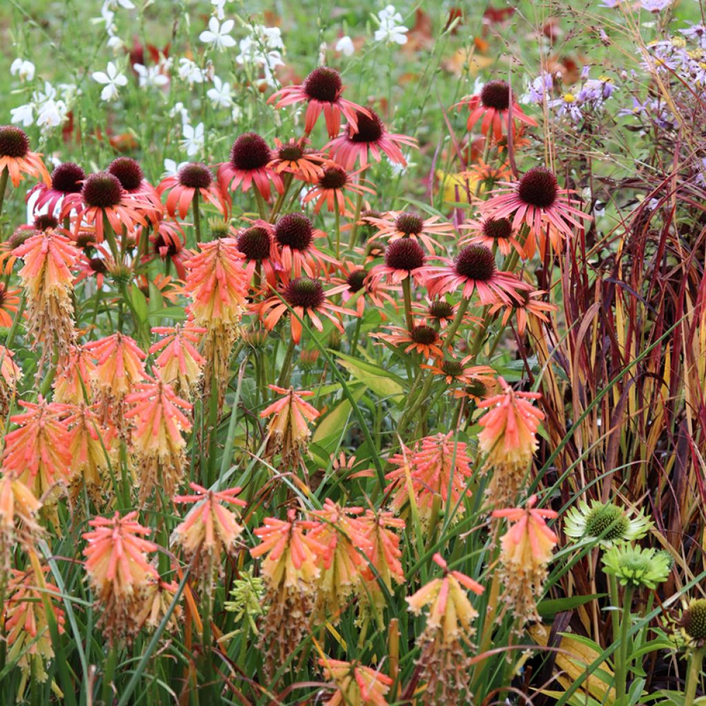 Echinacea Orange Skipper - Echinacée