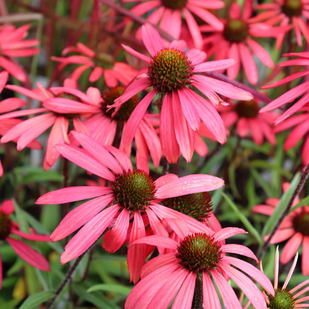 Echinacea SunSeekers Orange - Echinacée