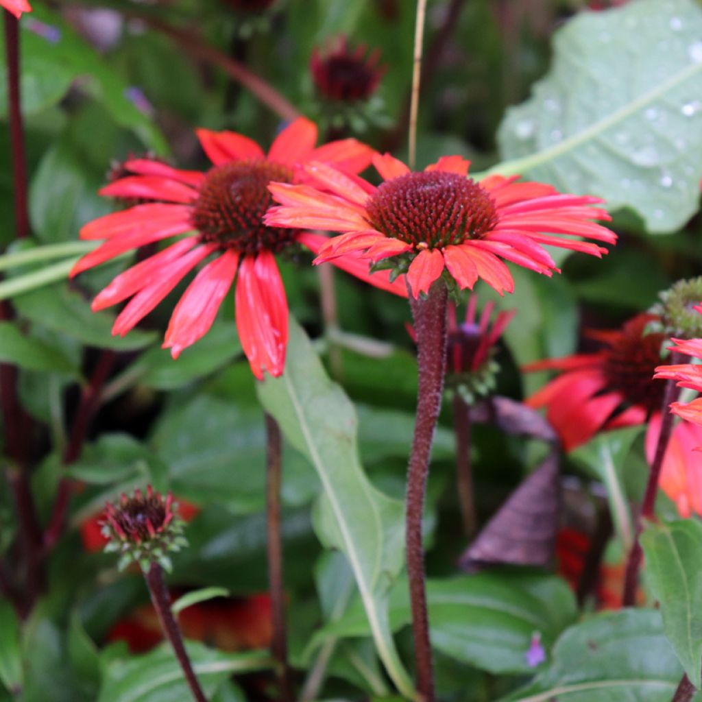 Echinacea SunSeekers Orange - Echinacée