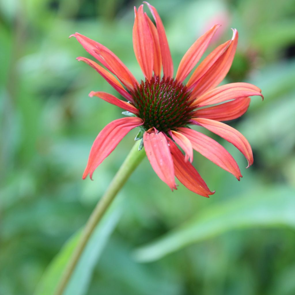 Echinacea Tomato Soup - Echinacée