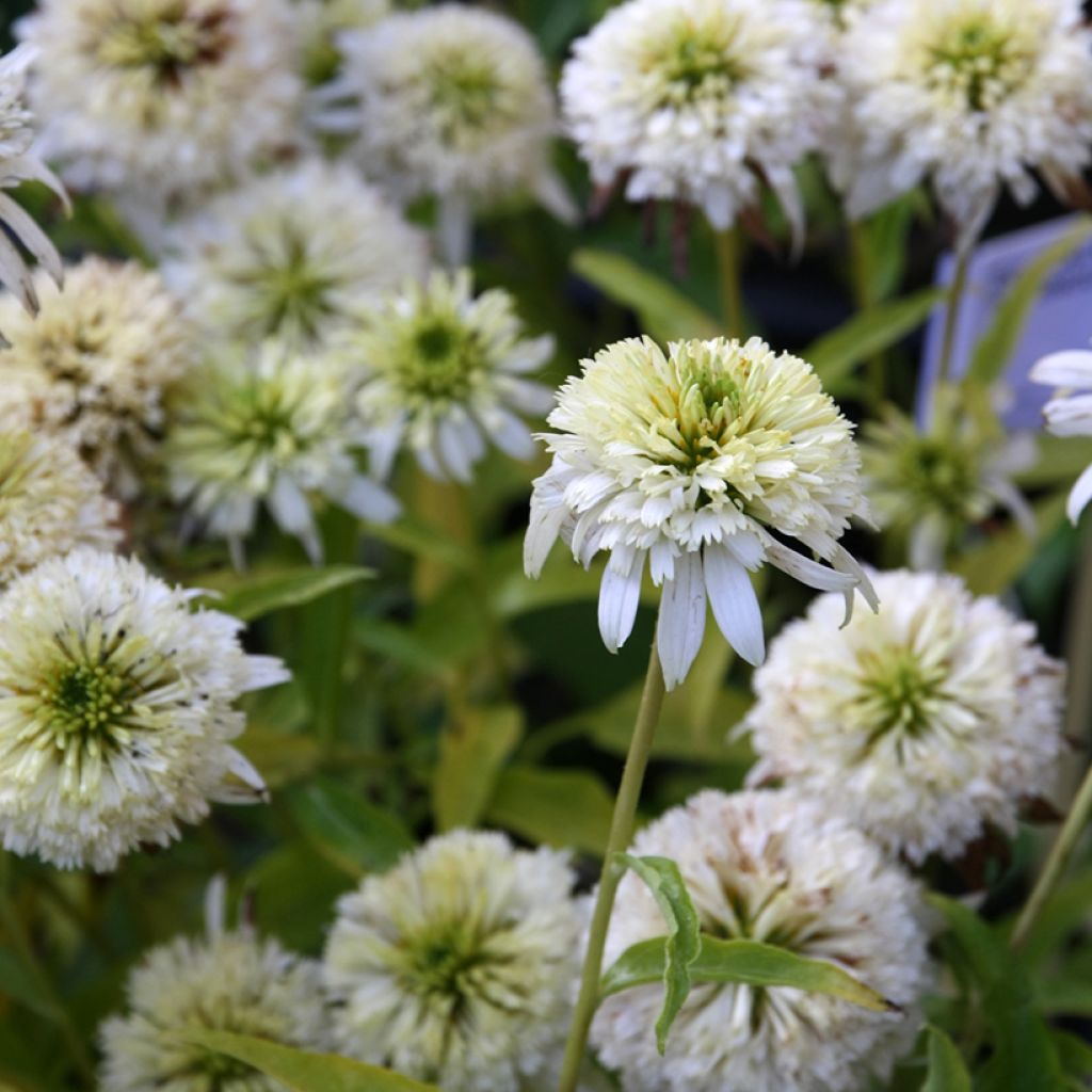 Echinacea purpurea Meringue - Echinacée