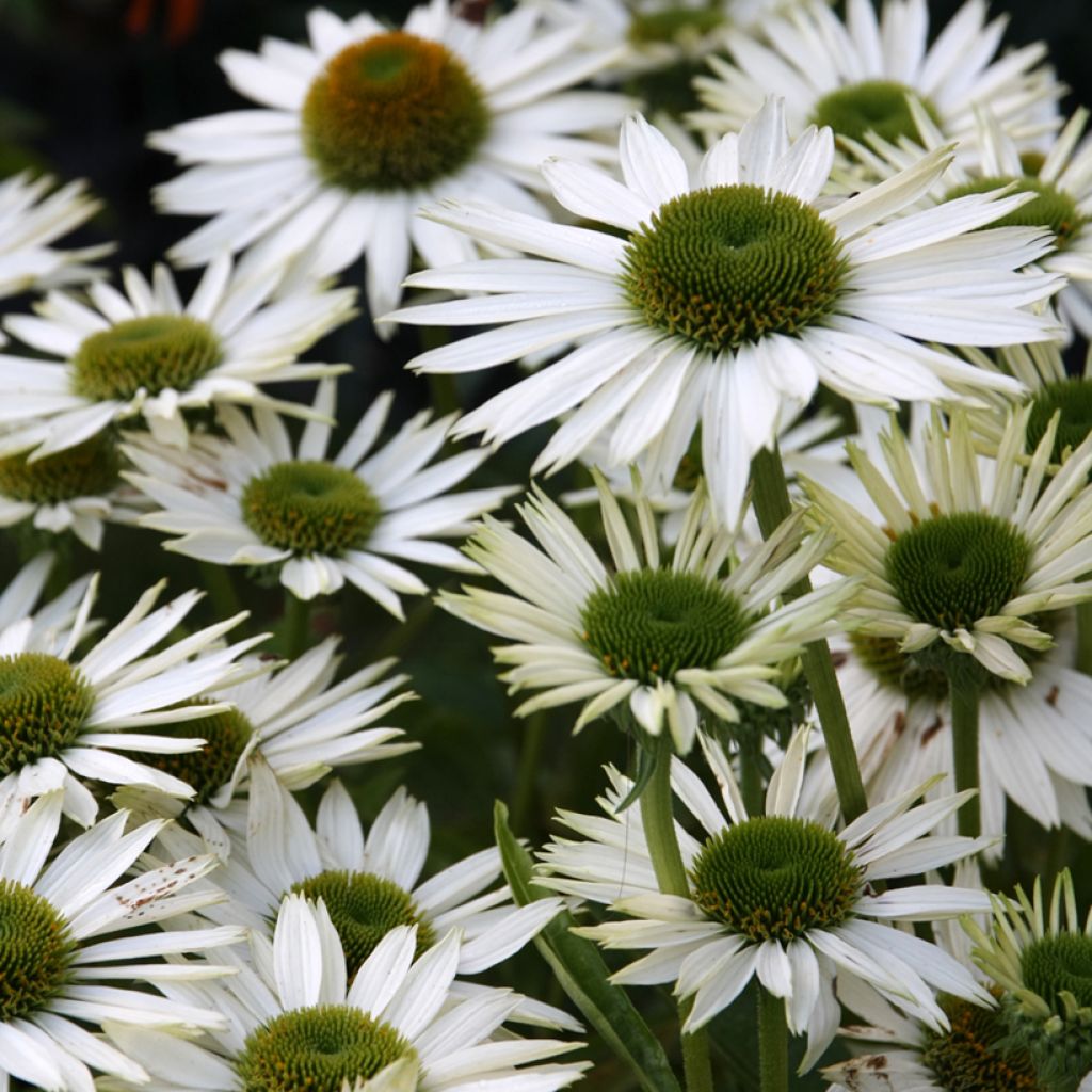 Echinacea purpurea Virgin - Echinacée