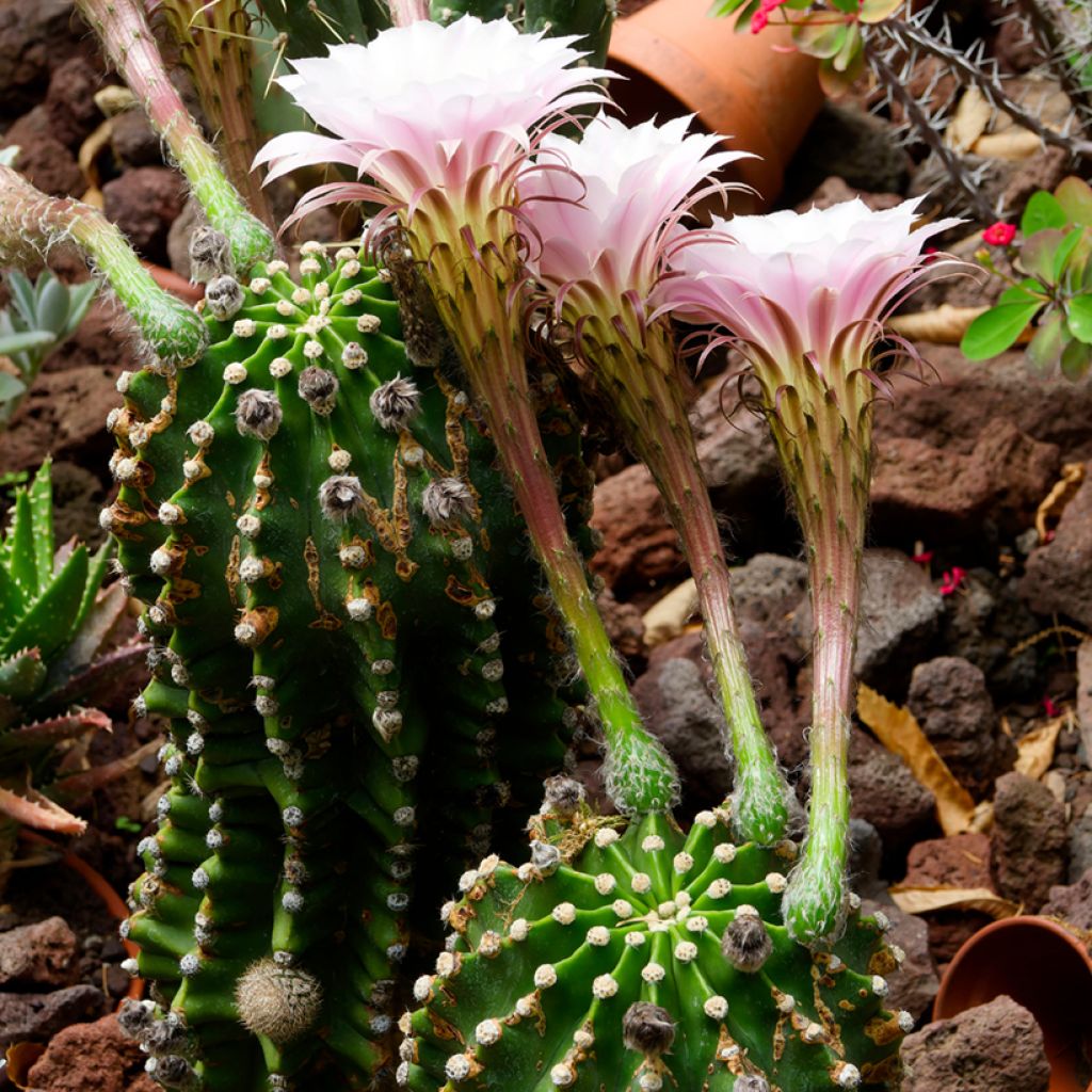 Echinopsis multiplex - Boule de Moïse