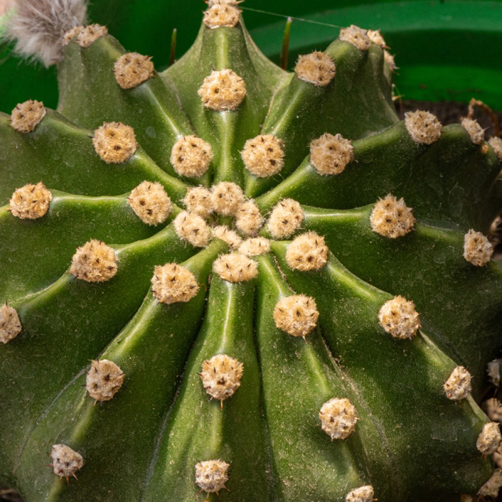 Echinopsis multiplex - Boule de Moïse