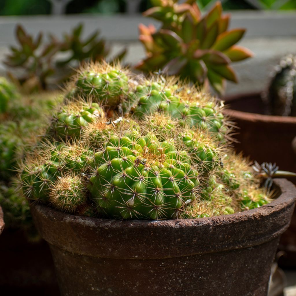 Echinopsis multiplex - Boule de Moïse