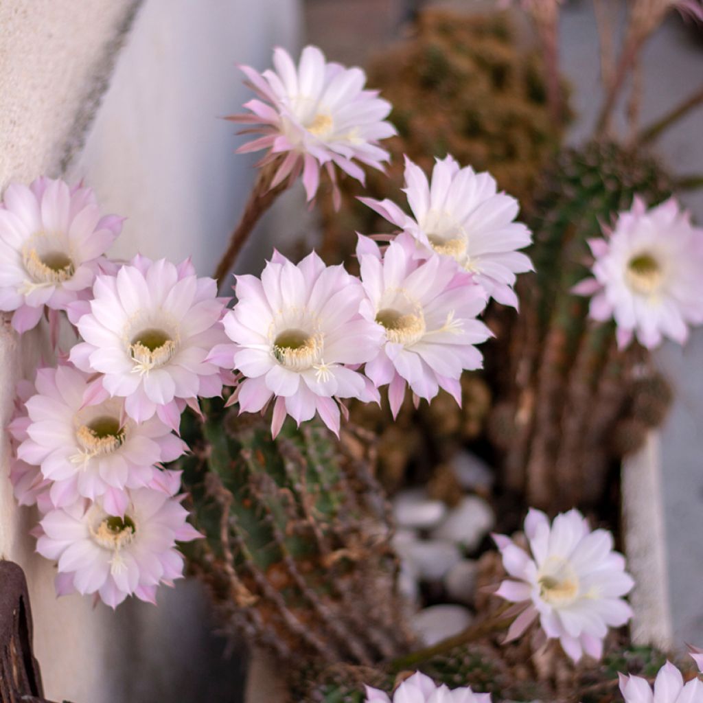 Echinopsis multiplex - Boule de Moïse