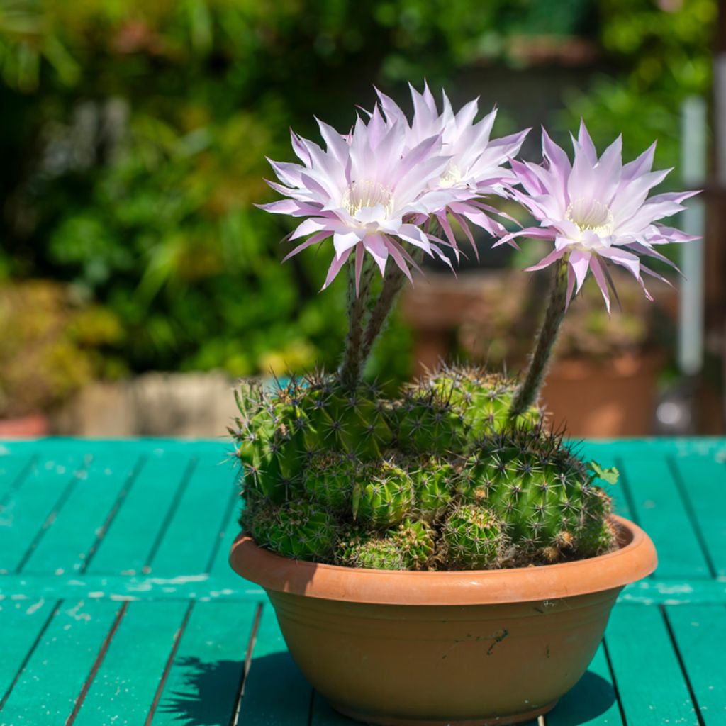 Echinopsis multiplex - Boule de Moïse