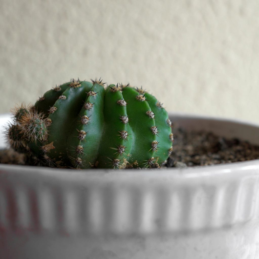 Echinopsis multiplex - Boule de Moïse