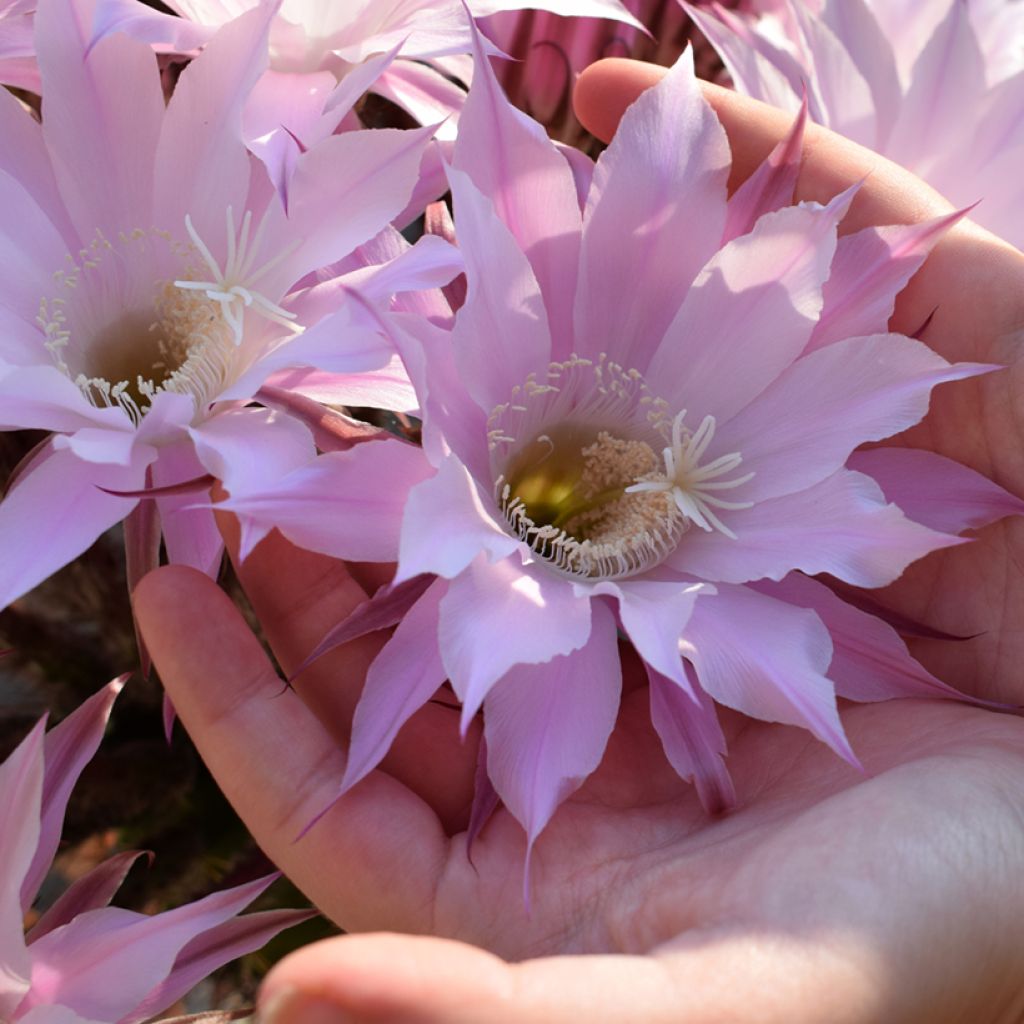 Echinopsis multiplex - Boule de Moïse