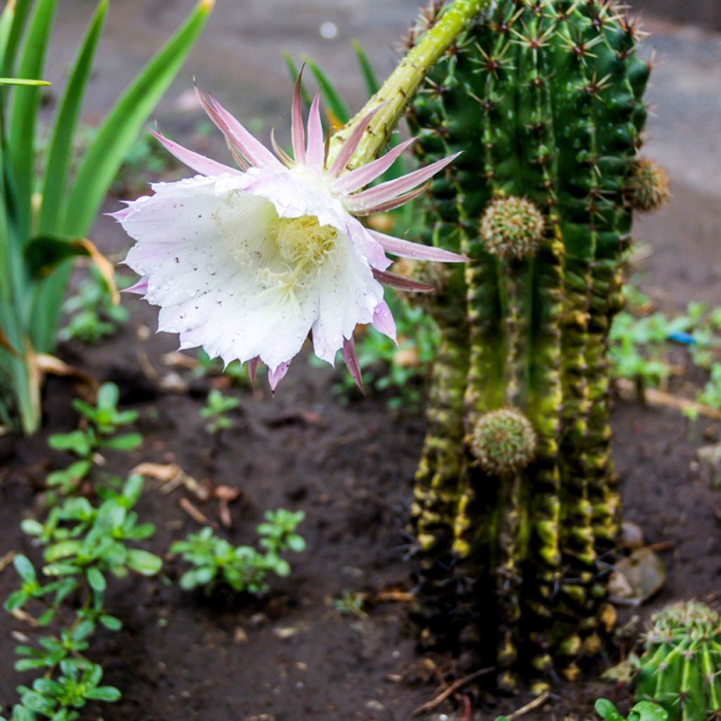 Echinopsis multiplex - Boule de Moïse