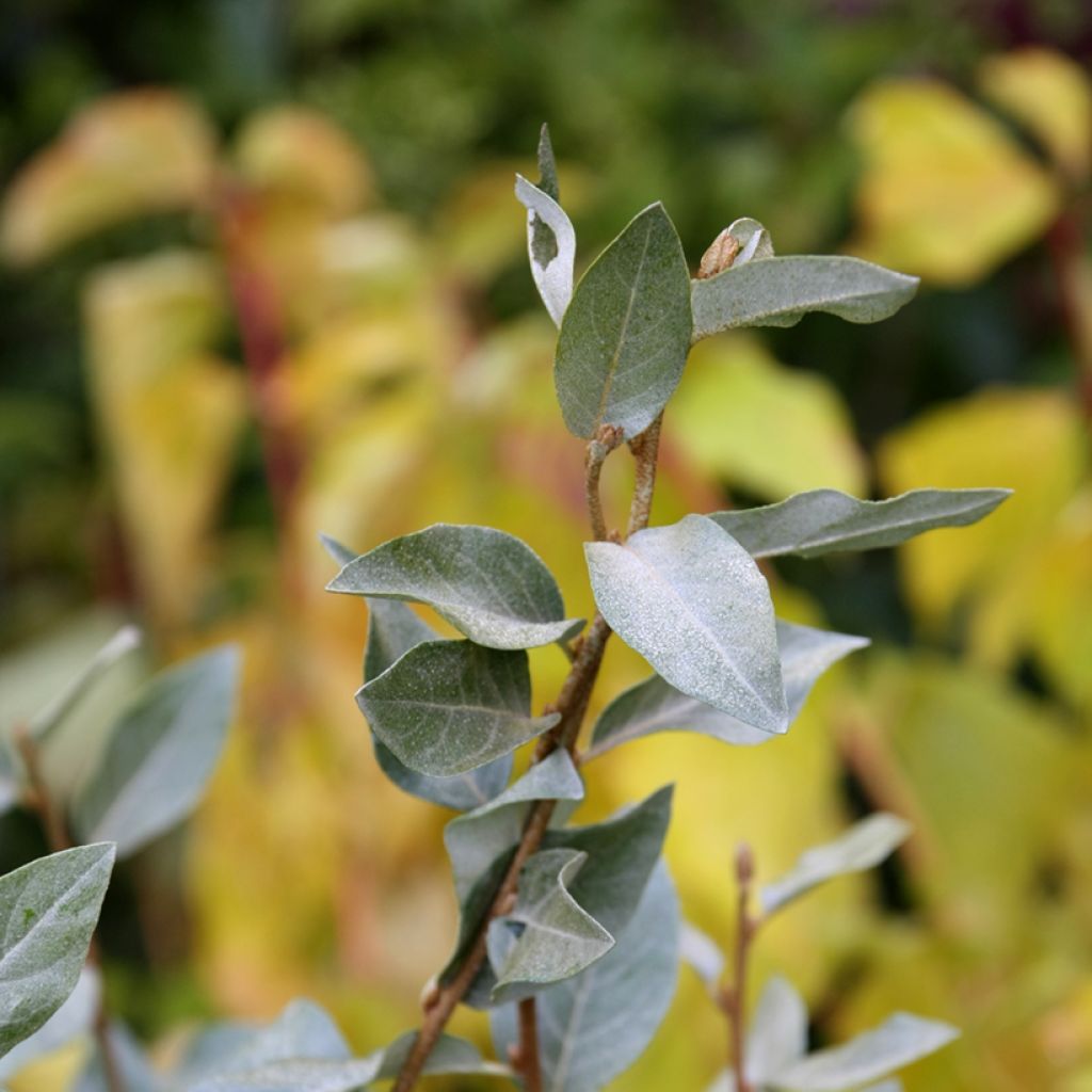 Elaeagnus commutata Zempin - Chalef argenté