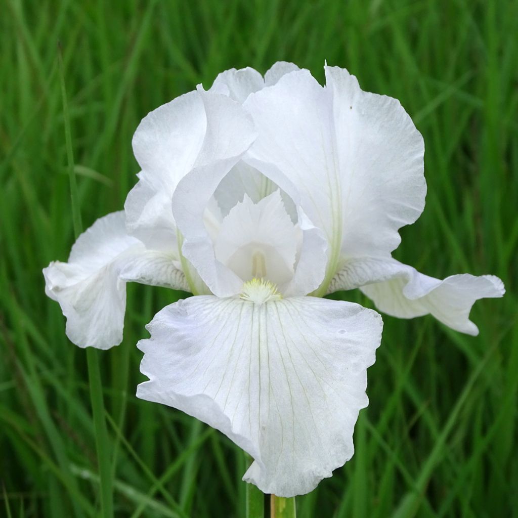 Iris Germanica Blanc
