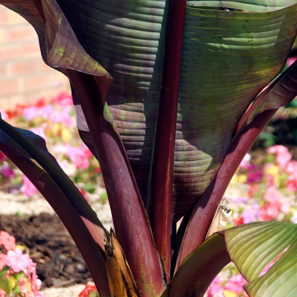 Ensete ventricosum Maurelii - Bananier rouge d'Abyssinie