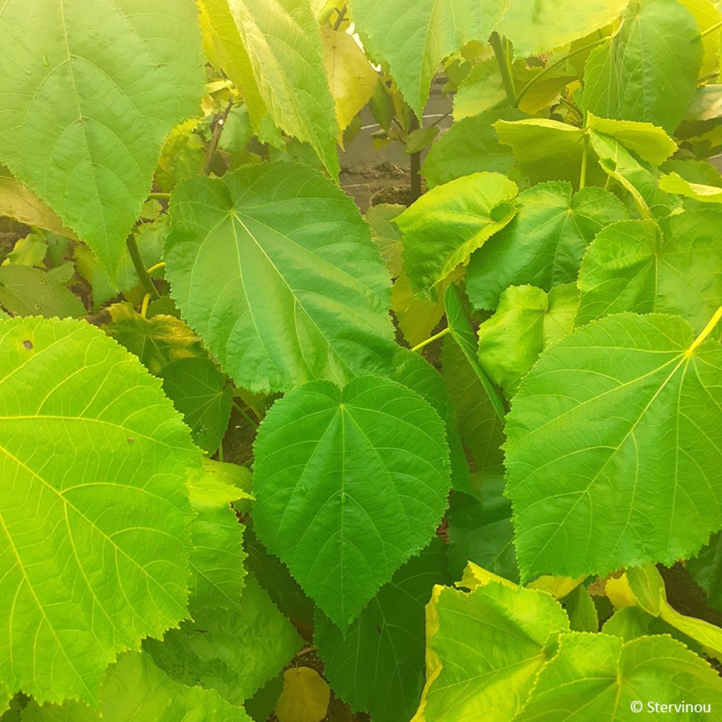 Entelea arborescens - Entélée arbustive