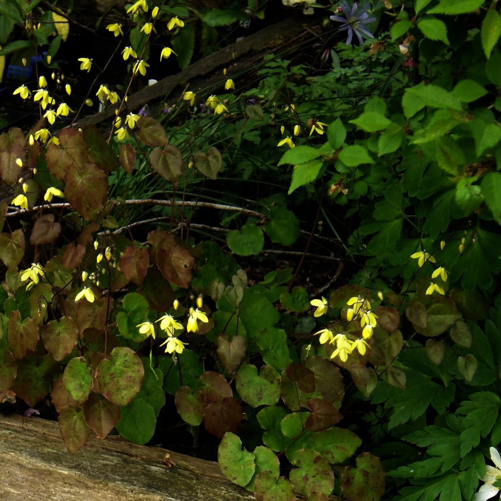 Epimedium campanulatum, Fleur des elfes