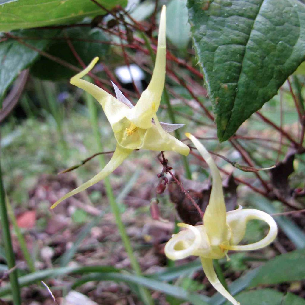 Epimedium membranaceum, Fleur des elfes