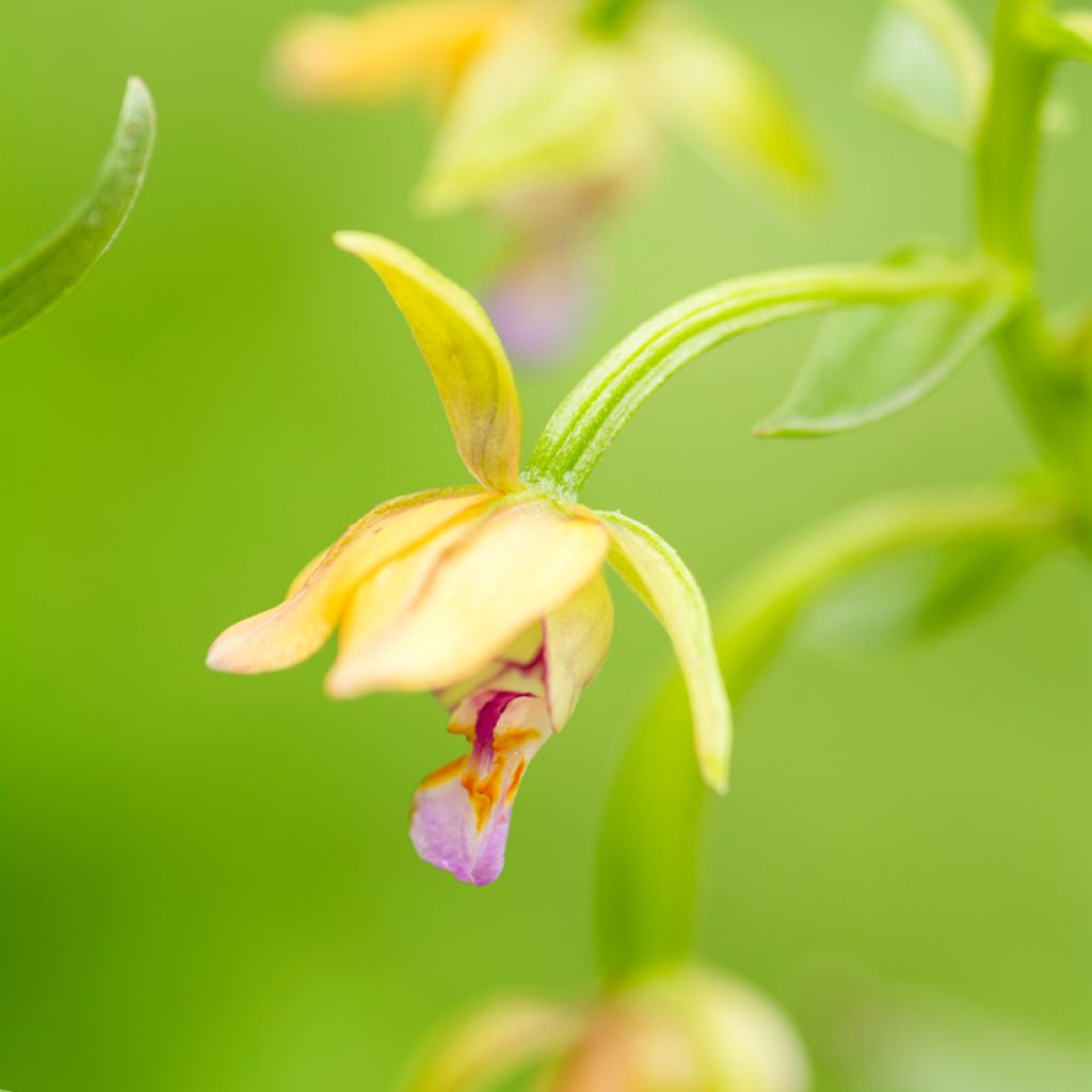 Epipactis thunbergii Yellow - Orchidée de jardin