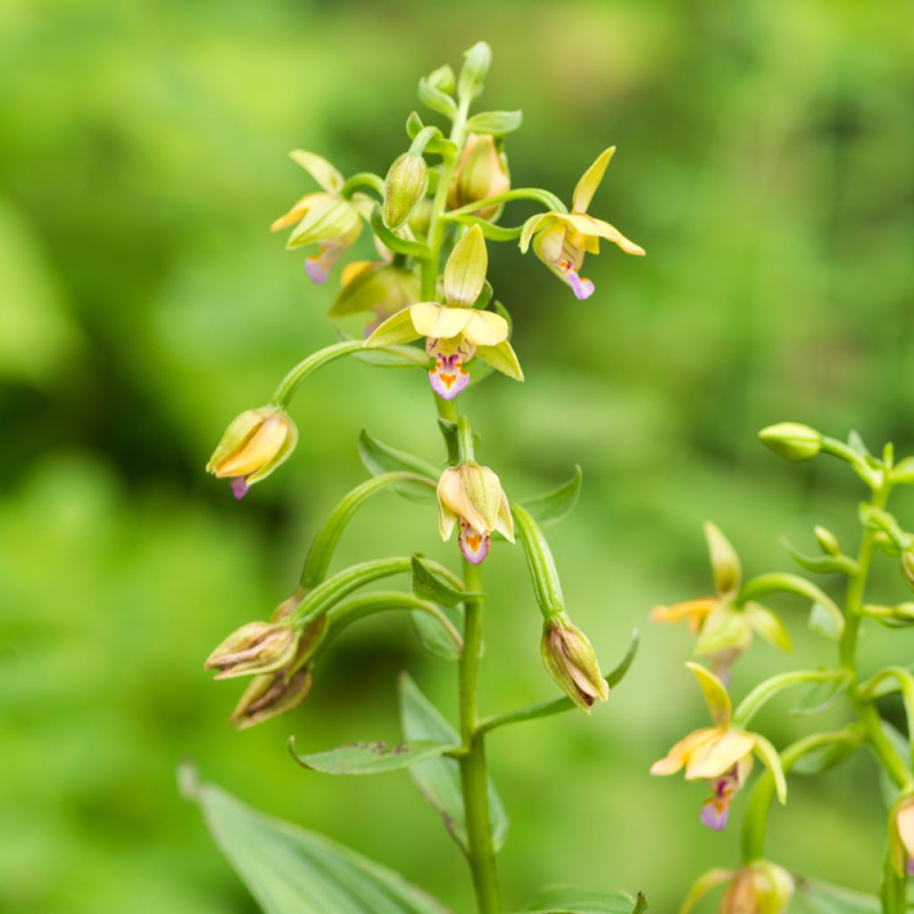 Epipactis thunbergii Yellow - Orchidée de jardin