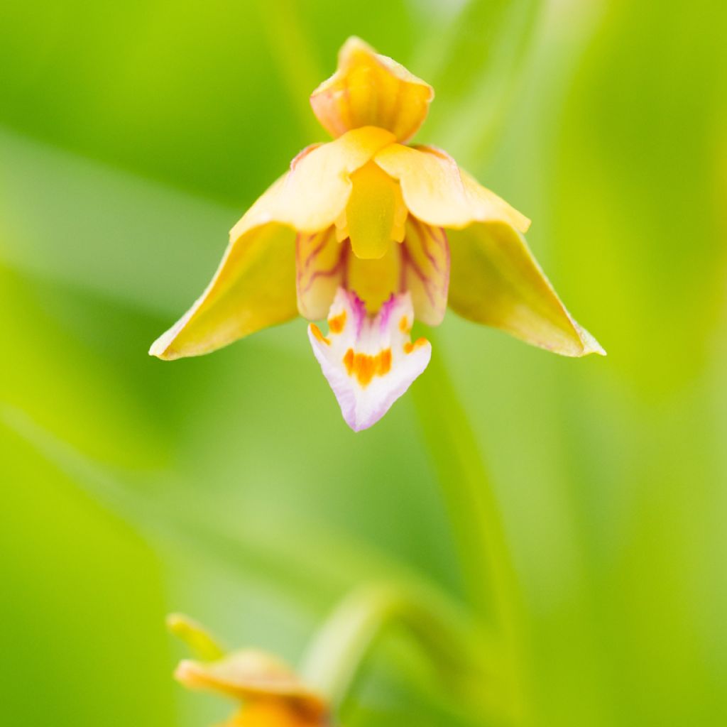 Epipactis thunbergii Yellow - Orchidée de jardin