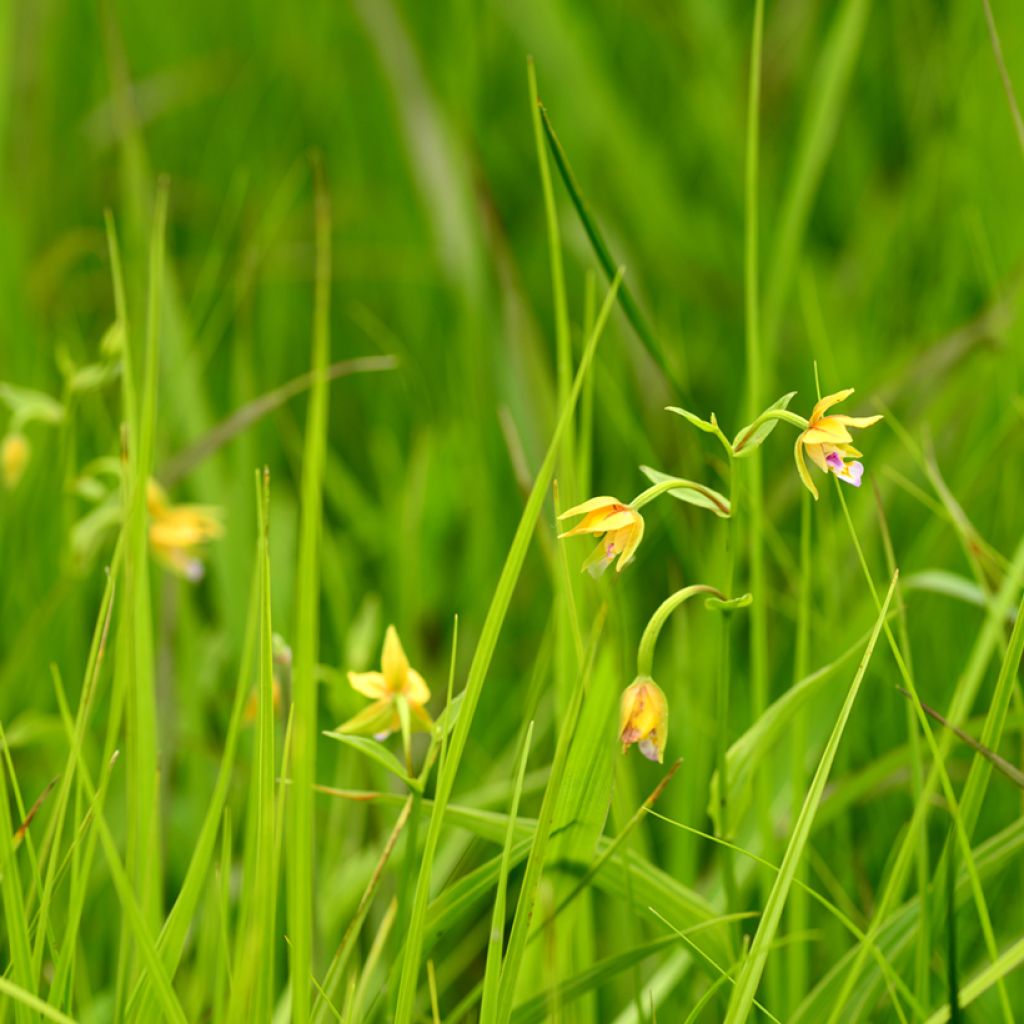 Epipactis thunbergii Yellow - Orchidée de jardin