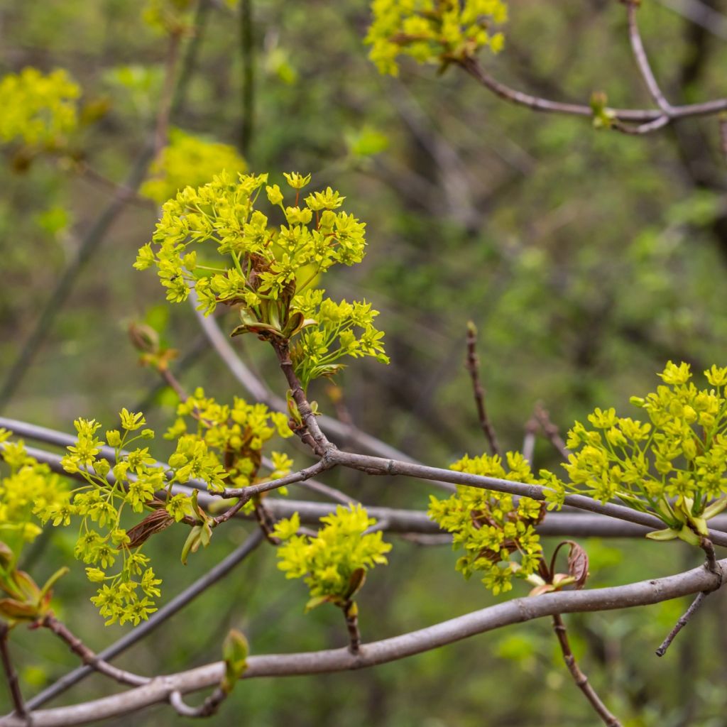 Erable champêtre - Acer campestre