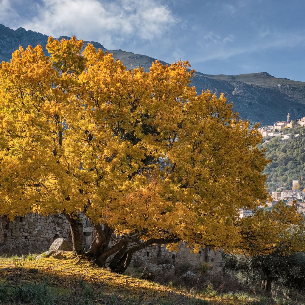 Erable de Montpellier - Acer monspessulanum