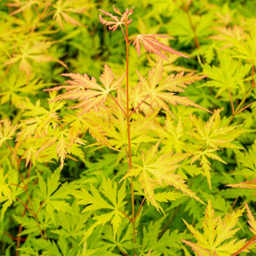 Erable du Japon - Acer palmatum Orange Lace