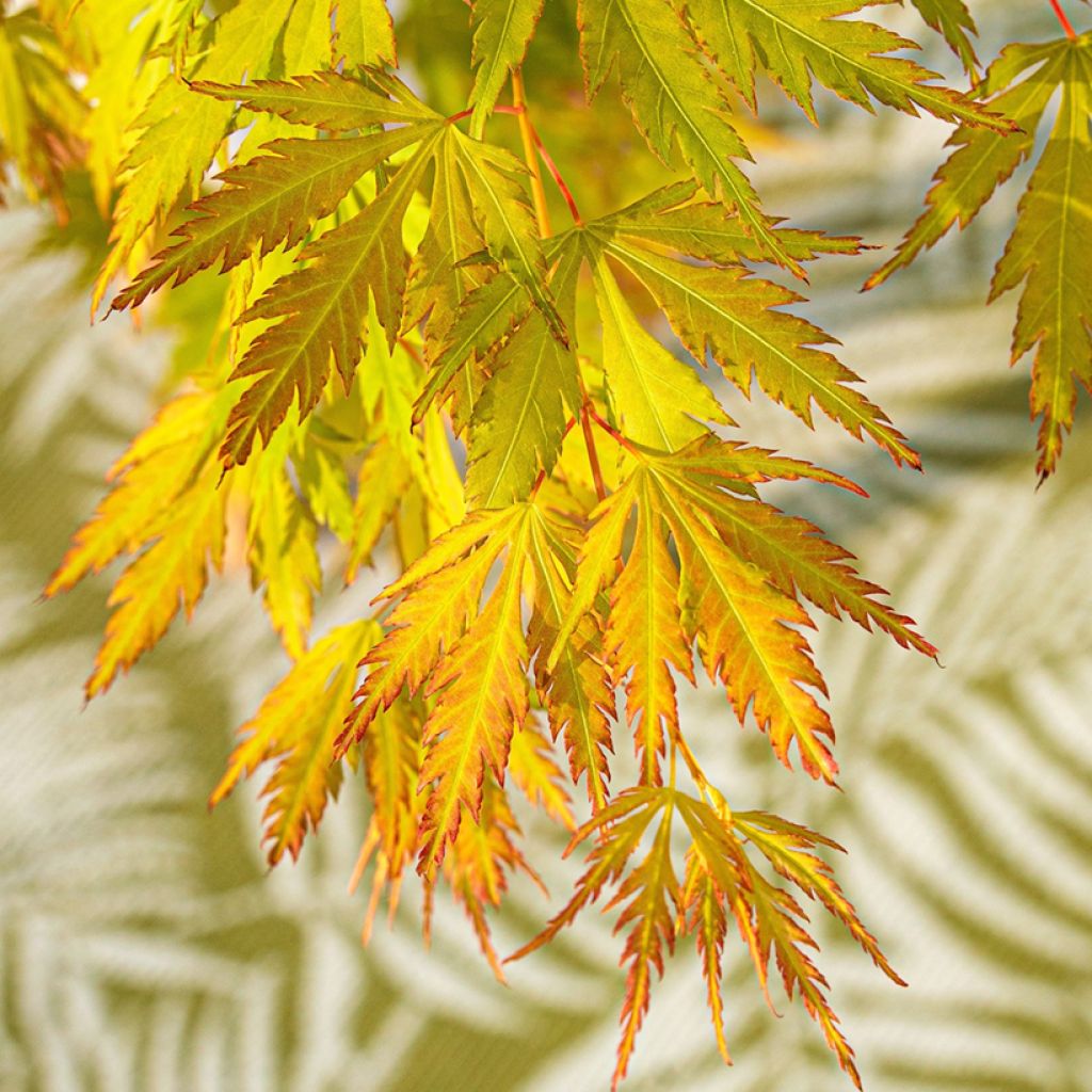 Erable du Japon - Acer palmatum Orange Lace