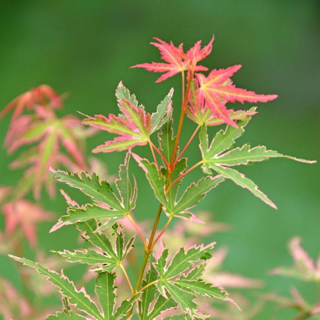 Erable du Japon - Acer palmatum Taylor