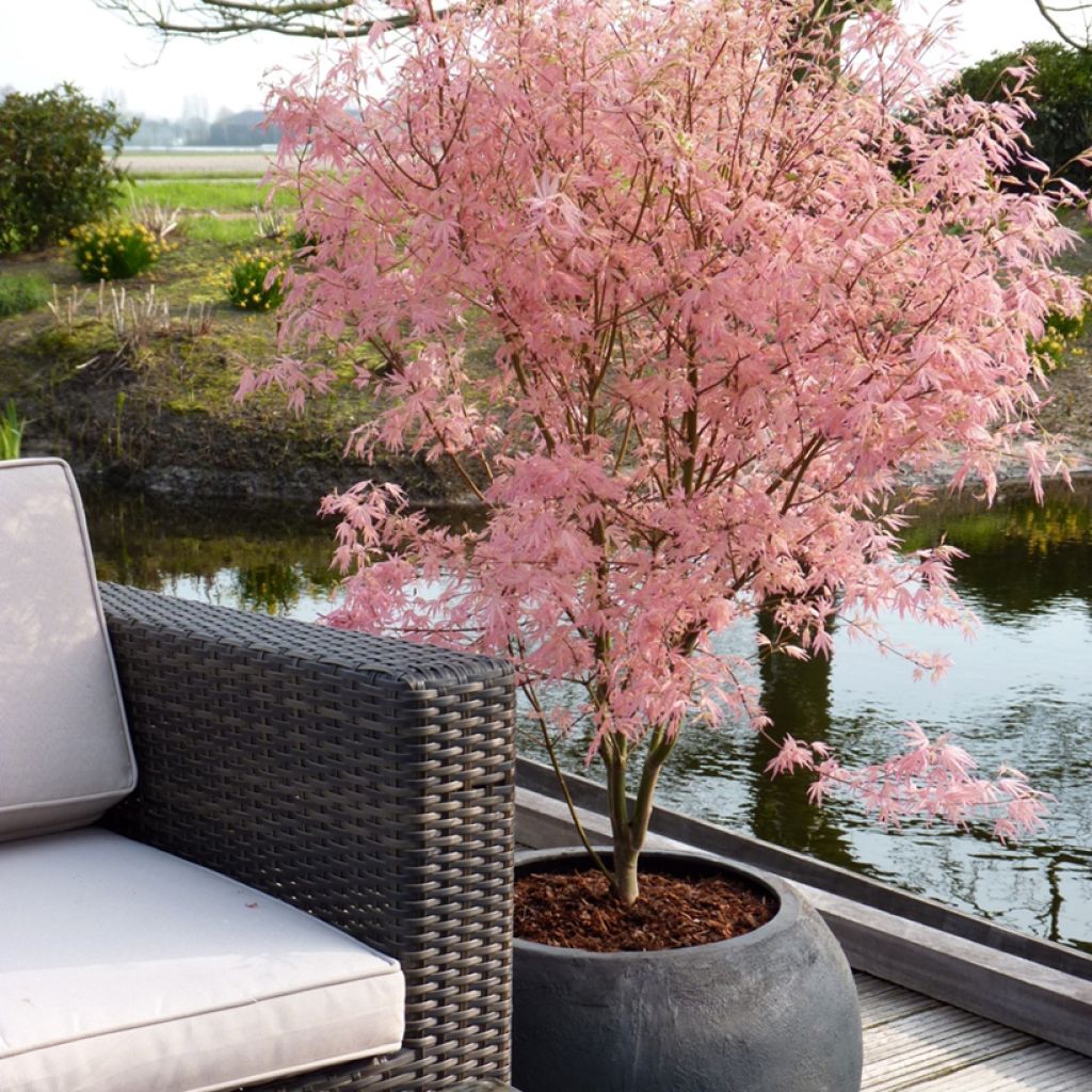 Erable du Japon - Acer palmatum Taylor