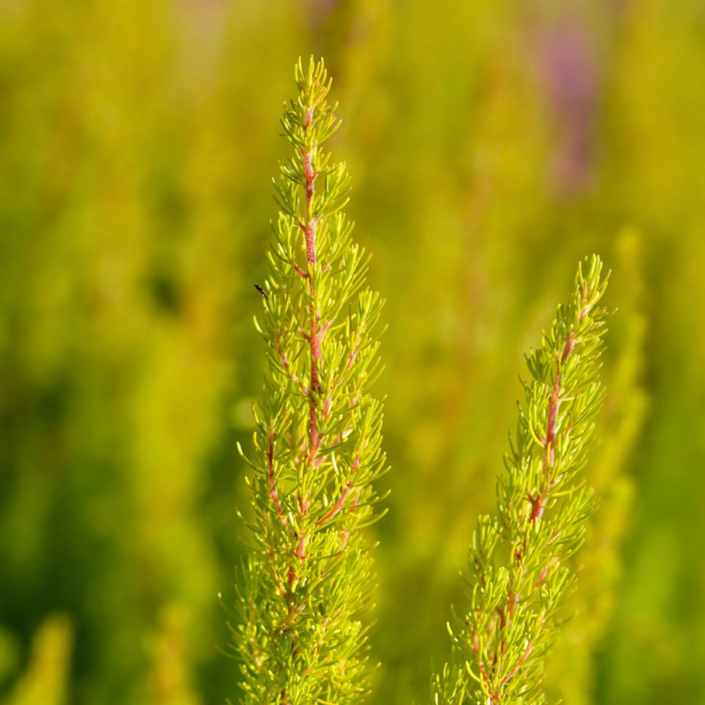 Erica arborea Albert's Gold - Bruyère arborescente