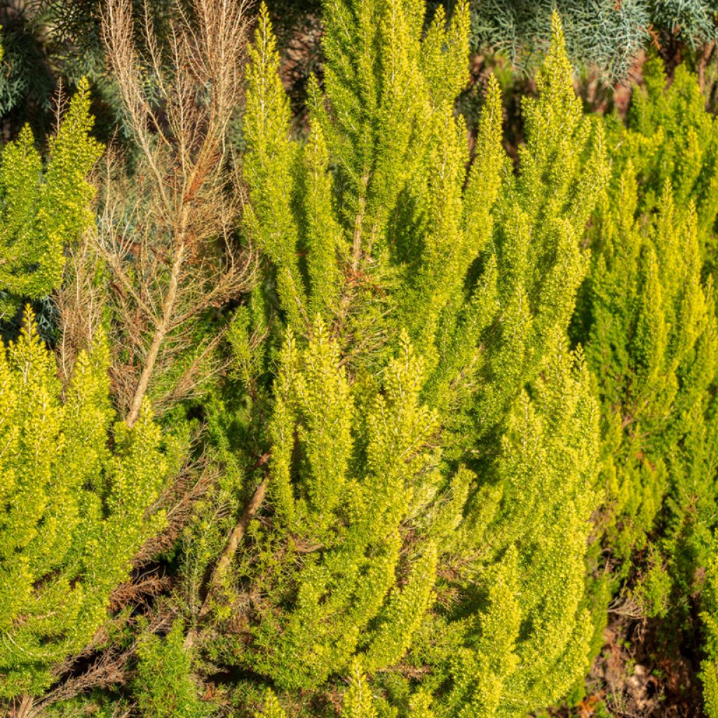 Erica arborea Albert's Gold - Bruyère arborescente