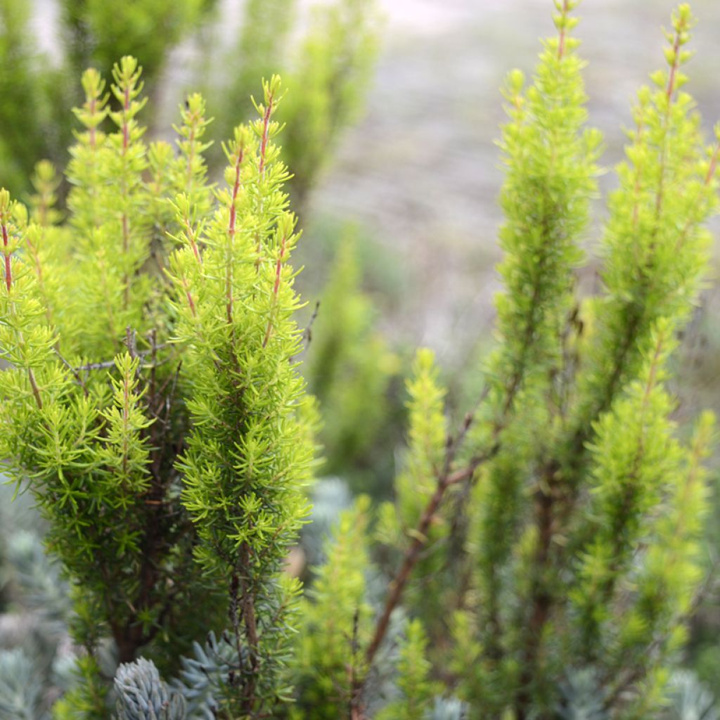 Erica arborea Albert's Gold - Bruyère arborescente