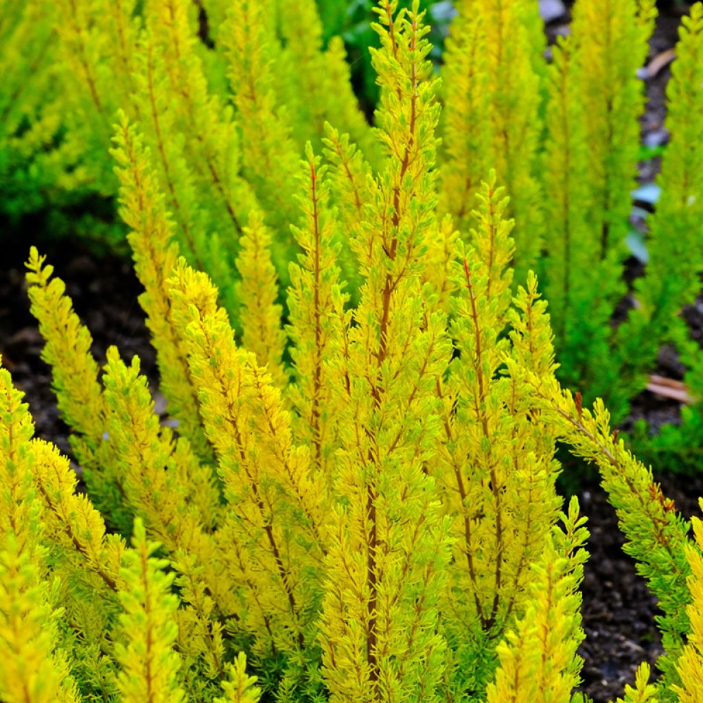 Erica arborea Albert's Gold - Bruyère arborescente