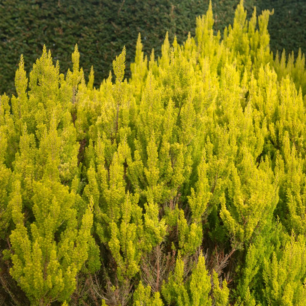 Erica arborea Albert's Gold - Bruyère arborescente