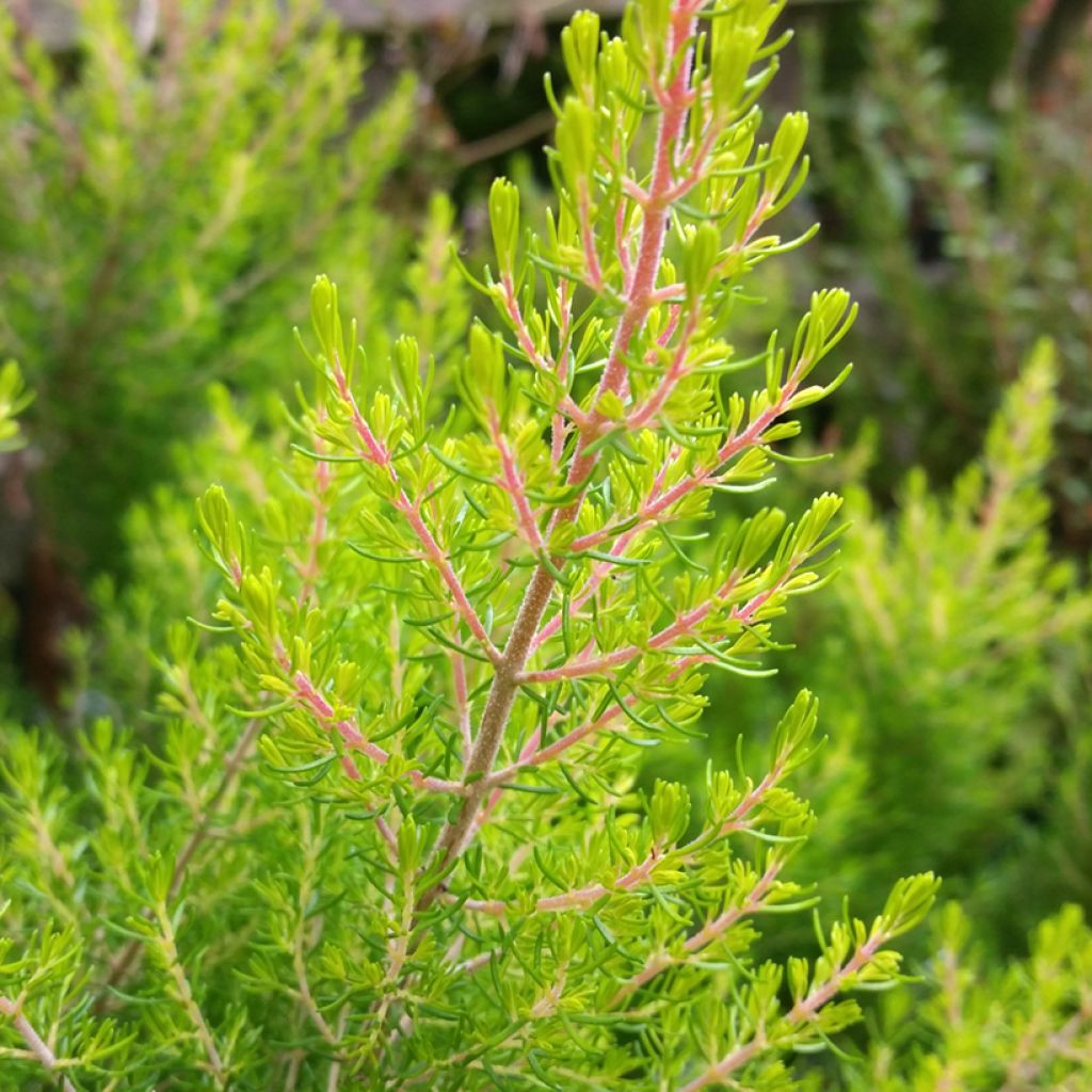 Erica arborea Estrella Gold - Bruyère arborescente