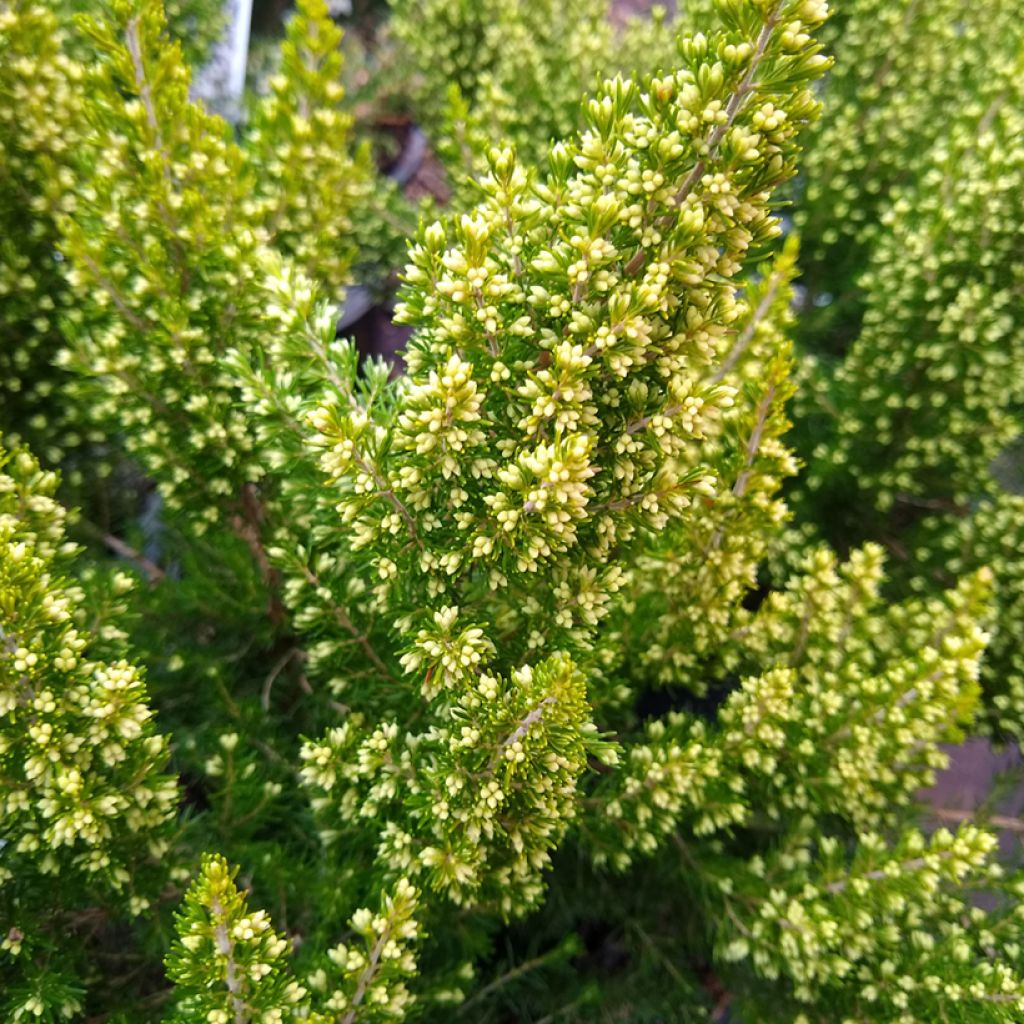 Erica arborea Estrella Gold - Bruyère arborescente