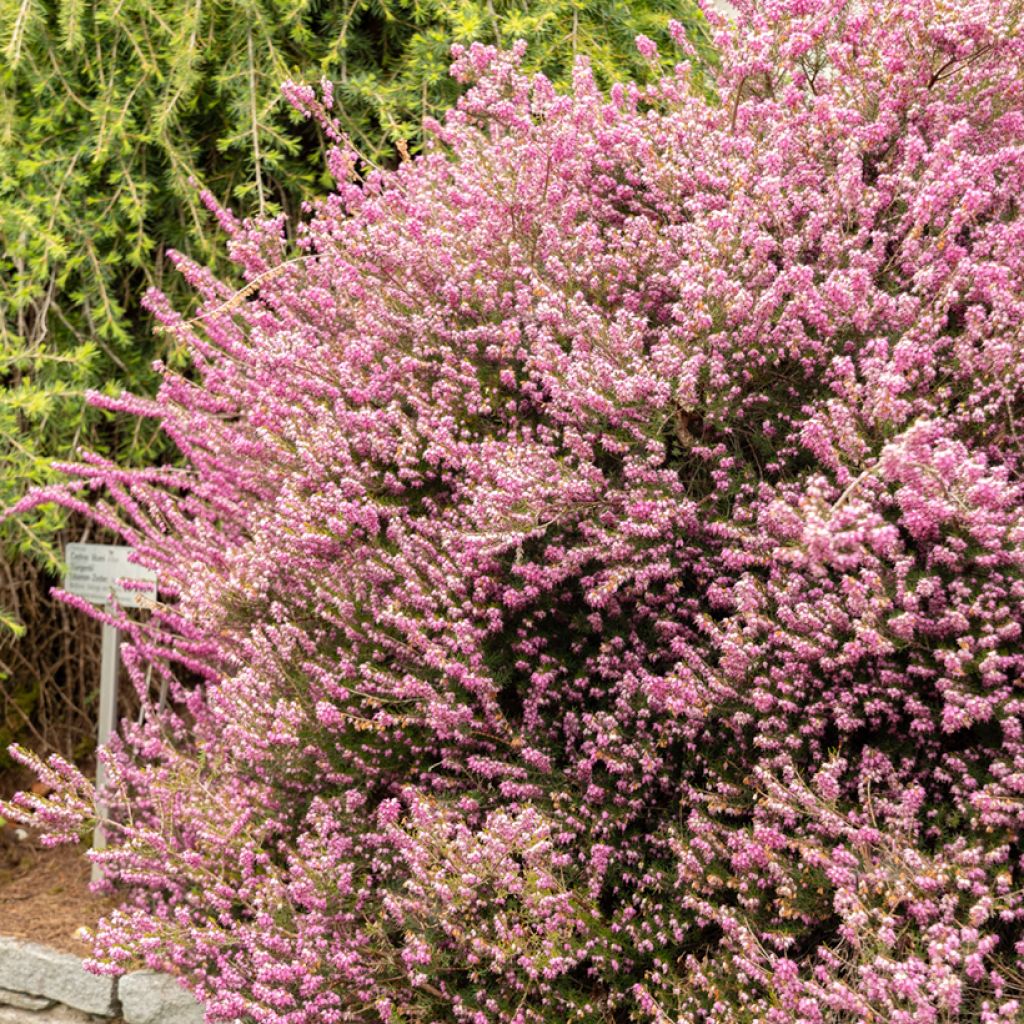 Erica darleyensis Darley Dale - Bruyère d'hiver