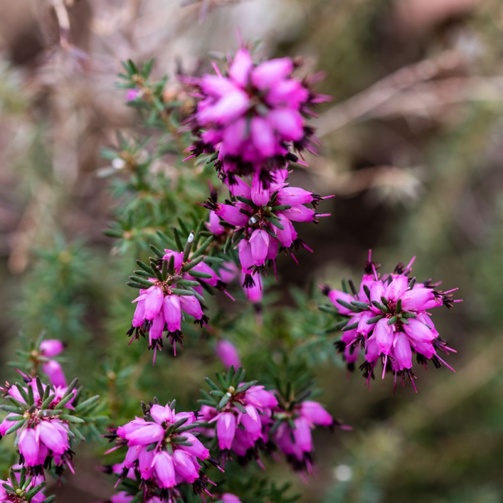 Bruyère d'hiver - Erica x darleyensis J.W. Porter