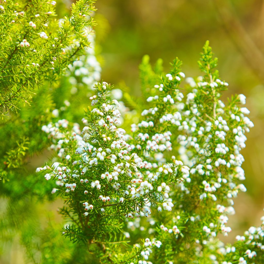 Erica darleyensis White Perfection - Bruyère d'hiver