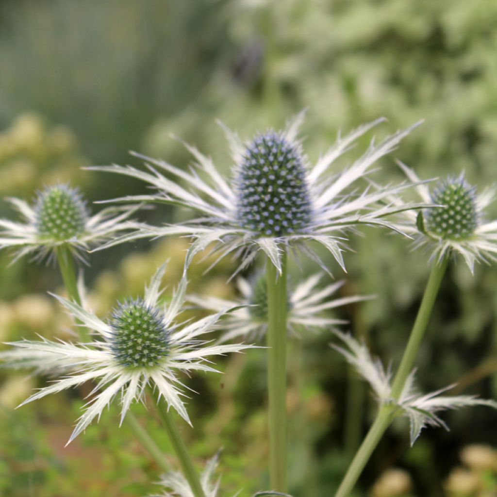 Eryngium Jos Eijking® - Eryngium 'Sapphire Blue' - Panicaut