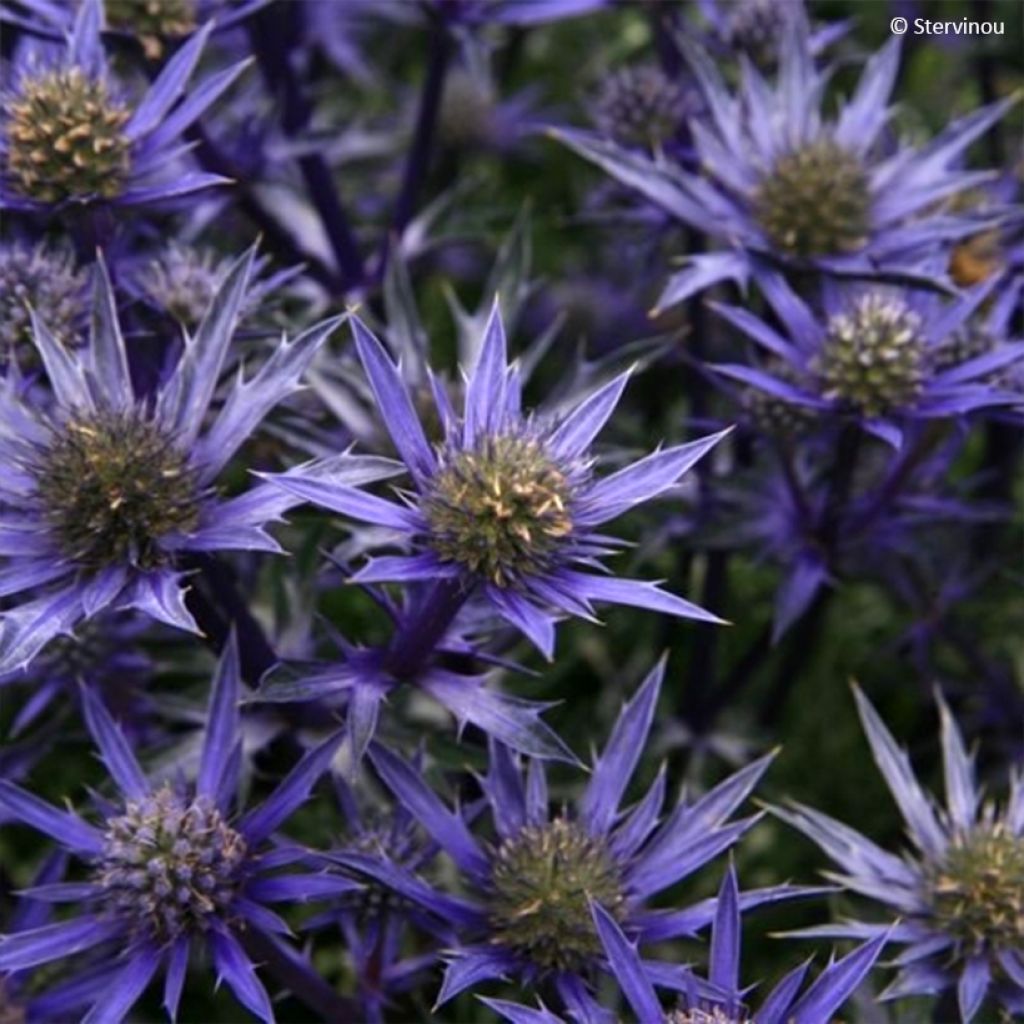 Eryngium Pico's Amethyst - Panicaut