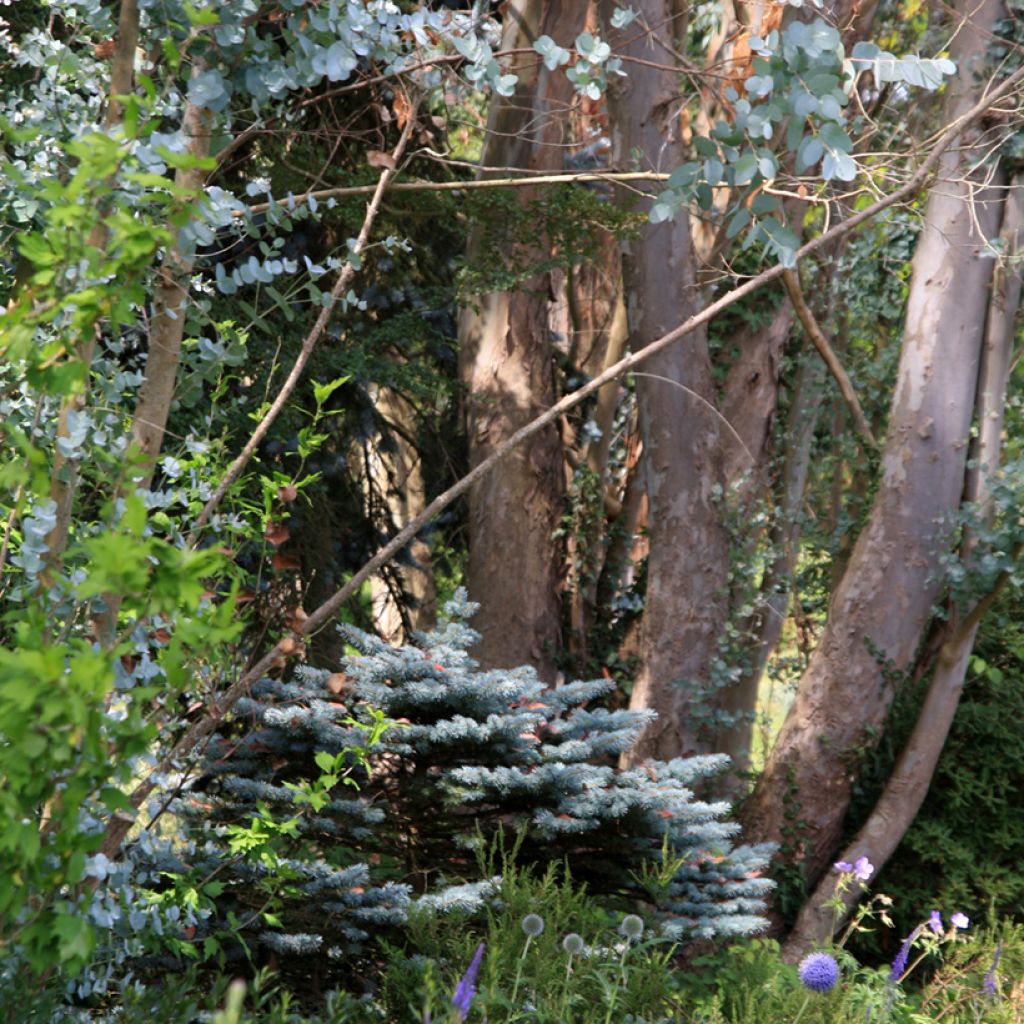 Eucalyptus gunnii - Gommier cidre