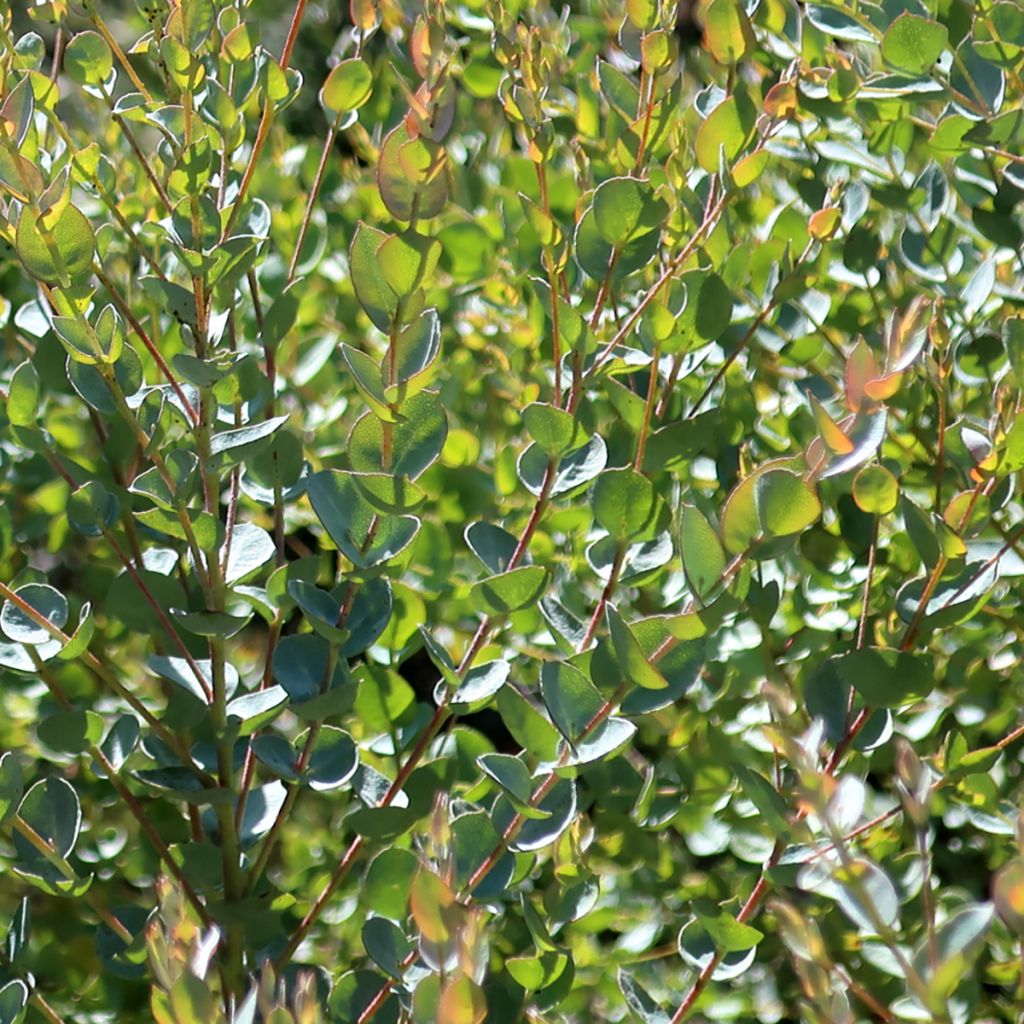 Eucalyptus Moon Lagoon - Mallée à fines feuilles