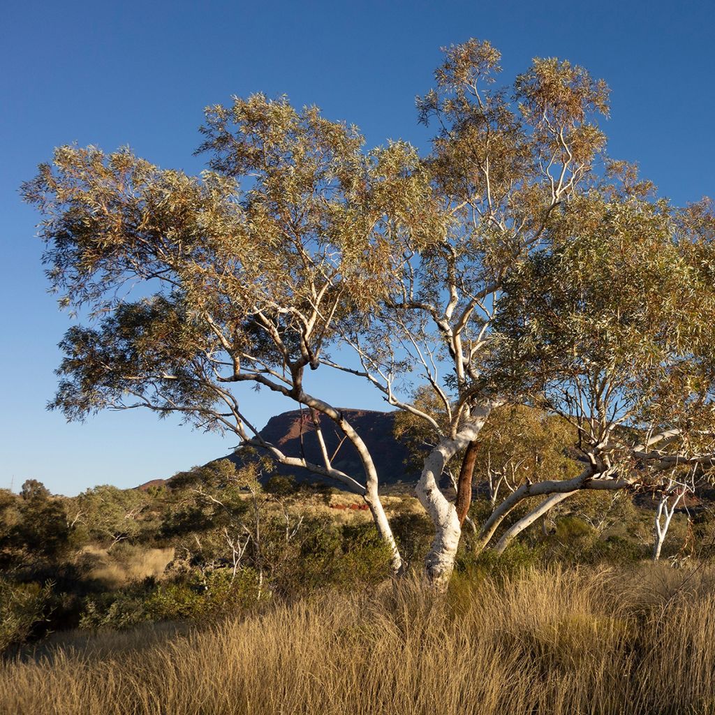 Eucalyptus pauciflora subsp. hedraia Falls Creek - Gommier des neiges