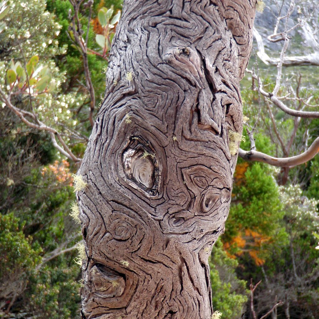Eucalyptus vernicosa Mt Hartz - Gommier verni
