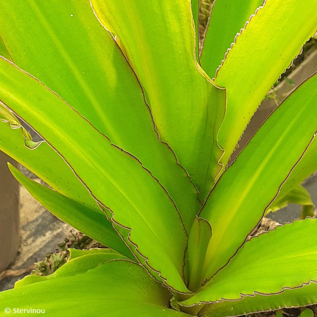 Eucomis comosa Can Can - Fleur ananas