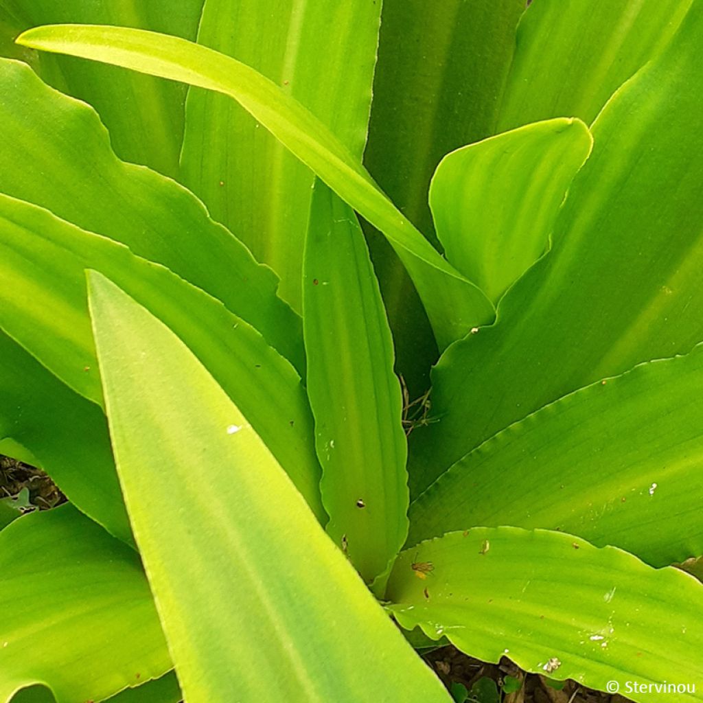 Eucomis comosa Can Can - Fleur ananas