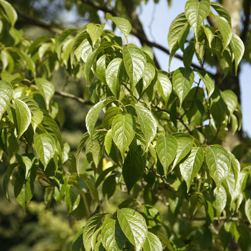 Eucommia ulmoides - Arbre à gutta-percha