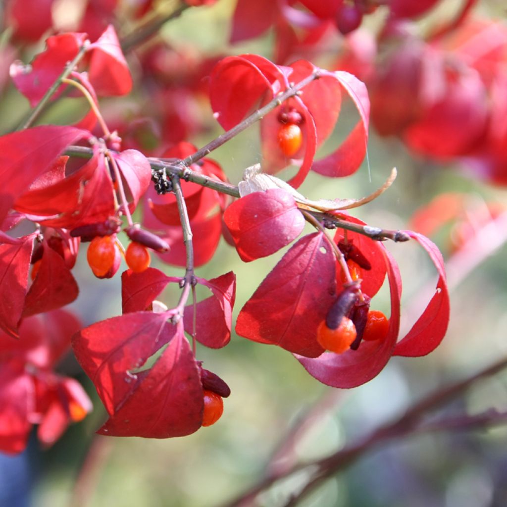 Euonymus alatus Compactus - Fusain ailé nain